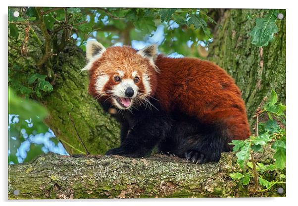 Red Panda in tree Acrylic by Ian Duffield