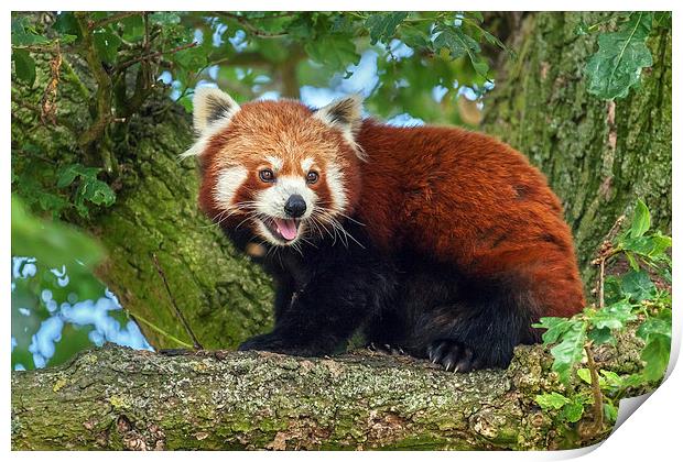 Red Panda in tree Print by Ian Duffield