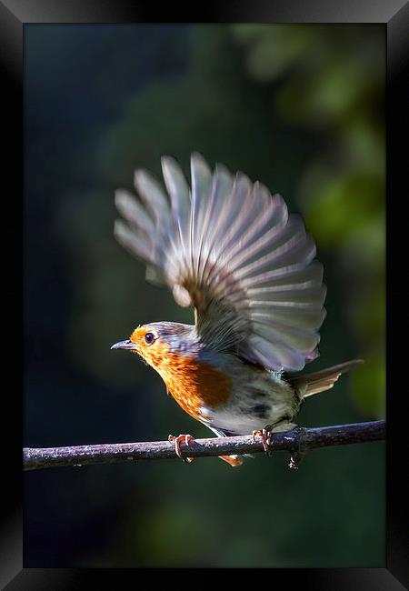 Flighty Robin Framed Print by Ian Duffield