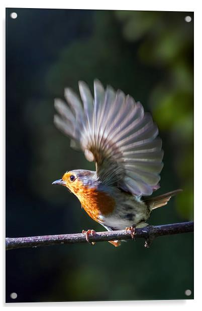 Flighty Robin Acrylic by Ian Duffield