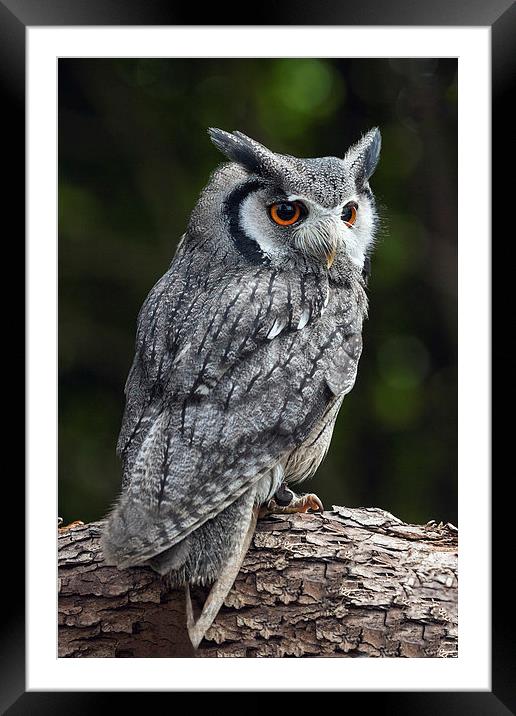 White-Faced Owl Framed Mounted Print by Ian Duffield