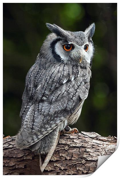 White-Faced Owl Print by Ian Duffield