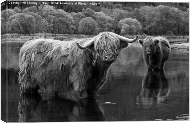 Highland Coos. Canvas Print by Tommy Dickson