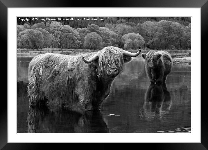 Highland Coos. Framed Mounted Print by Tommy Dickson