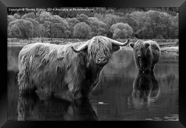 Highland Coos. Framed Print by Tommy Dickson