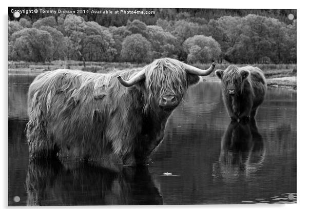Highland Coos. Acrylic by Tommy Dickson