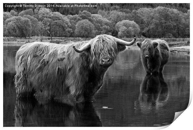 Highland Coos. Print by Tommy Dickson