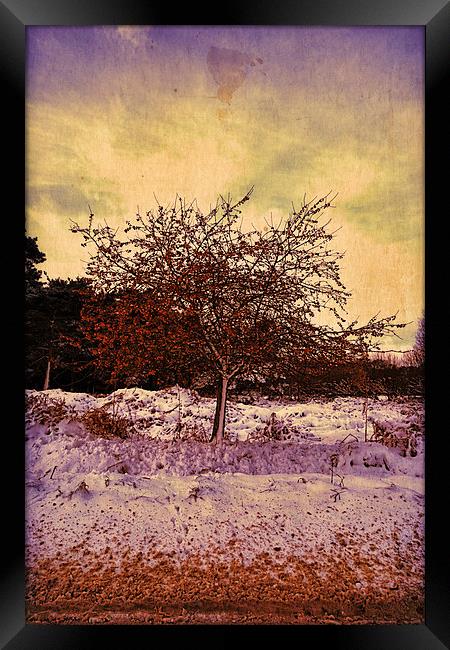 Winter Berries Framed Print by Nigel Bangert