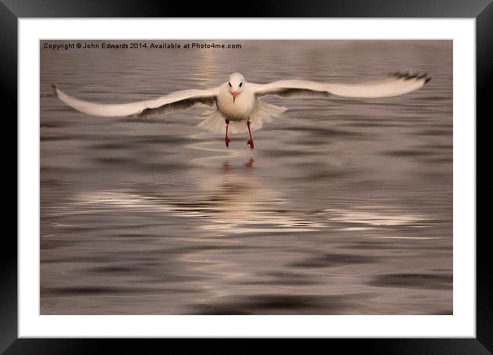 Black-headed gull in winter plumage Framed Mounted Print by John Edwards