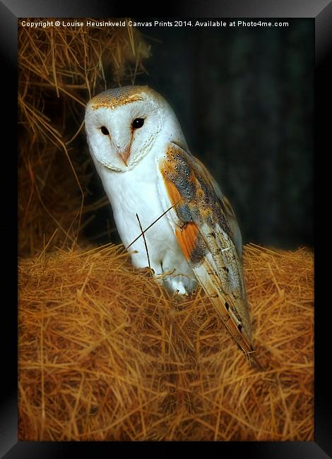 Barn Owl, Tyto alba Framed Print by Louise Heusinkveld