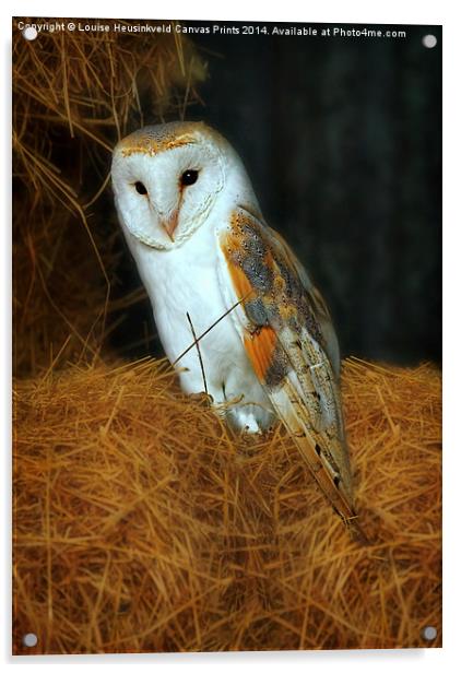 Barn Owl, Tyto alba Acrylic by Louise Heusinkveld