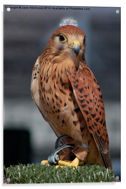 Kestrel Acrylic by Jane Hitchcock