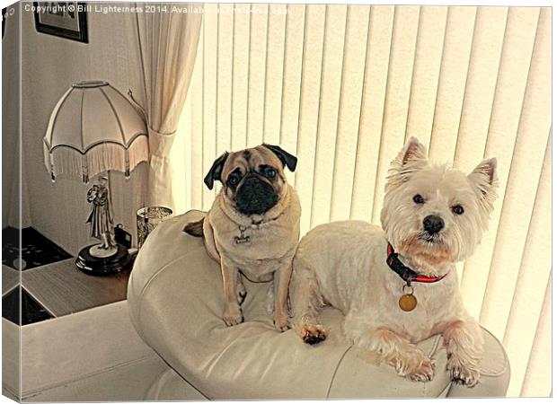 The Westie and the Pug Canvas Print by Bill Lighterness