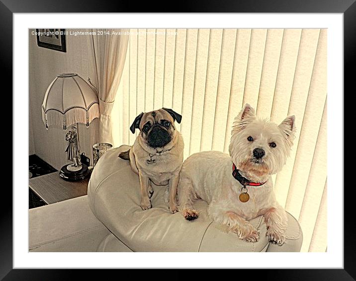 The Westie and the Pug Framed Mounted Print by Bill Lighterness