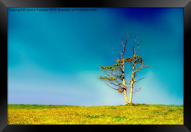Lone Tree Framed Print by Valerie Paterson