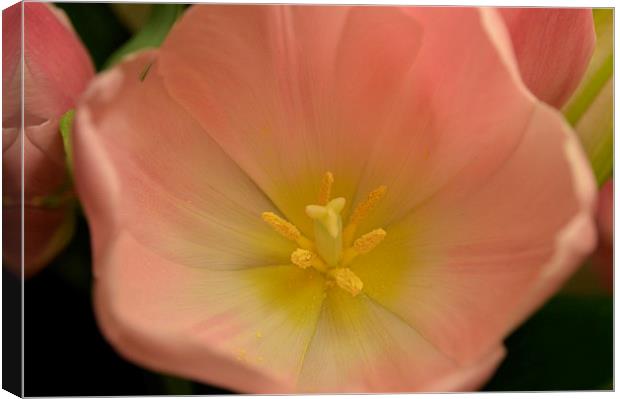 pretty pink and yellow tulip Canvas Print by Rhona Ward