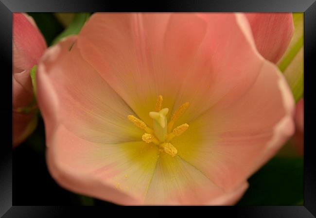 pretty pink and yellow tulip Framed Print by Rhona Ward
