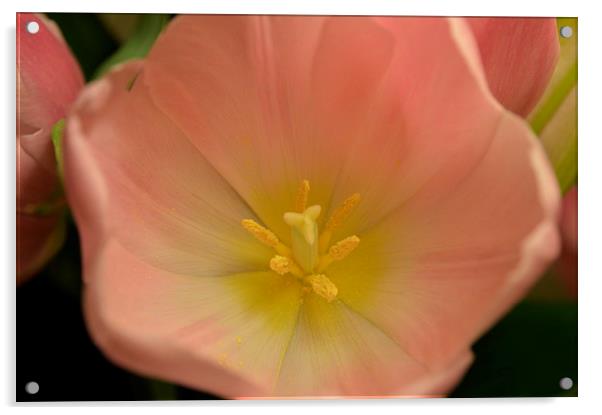 pretty pink and yellow tulip Acrylic by Rhona Ward