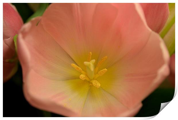 pretty pink and yellow tulip Print by Rhona Ward