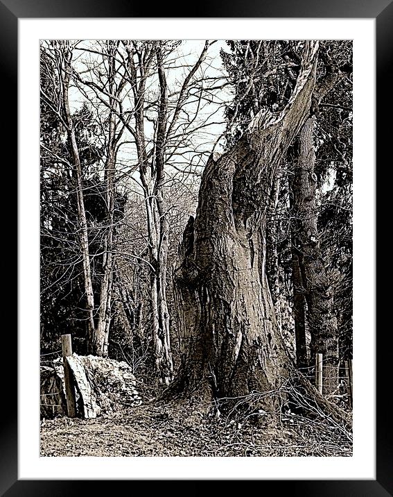 Whats Left of the Tree Framed Mounted Print by Bill Lighterness