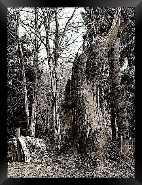 Whats Left of the Tree Framed Print by Bill Lighterness