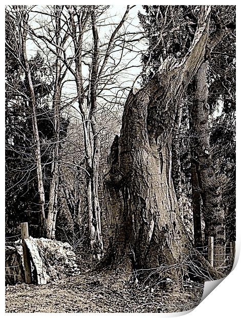 Whats Left of the Tree Print by Bill Lighterness