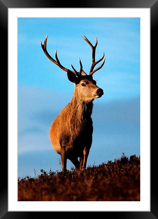 Stag portrait Framed Mounted Print by Macrae Images