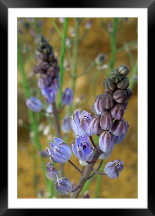 muscari muse Framed Mounted Print by Heather Newton