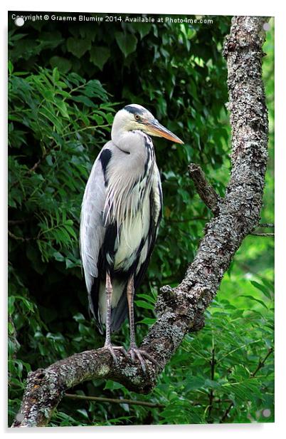 Heron Stood Upright Acrylic by Graeme B