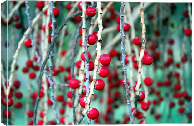 Red Berries Canvas Print by Lisa Shotton