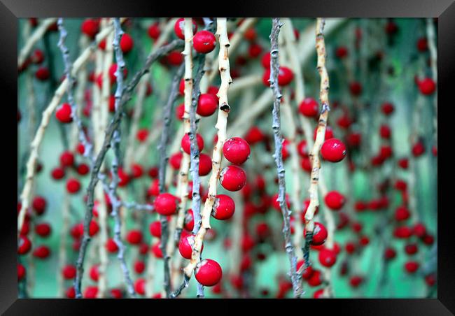 Red Berries Framed Print by Lisa Shotton