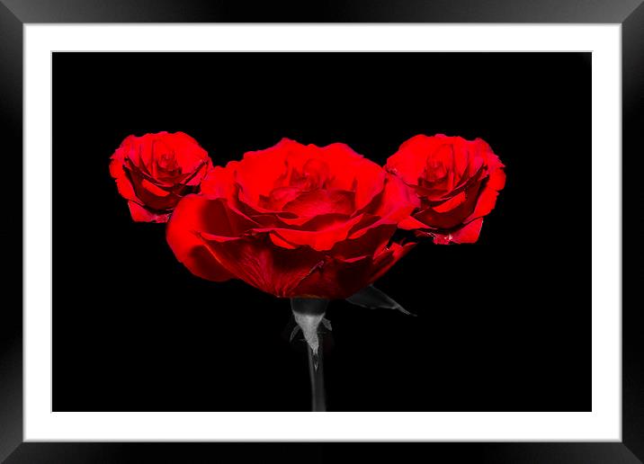 The Rouge Framed Mounted Print by Pete White