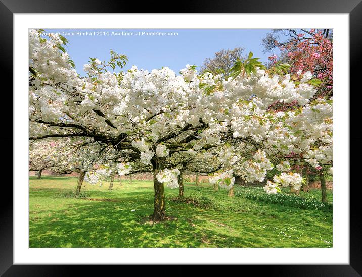 White April Blossom Framed Mounted Print by David Birchall