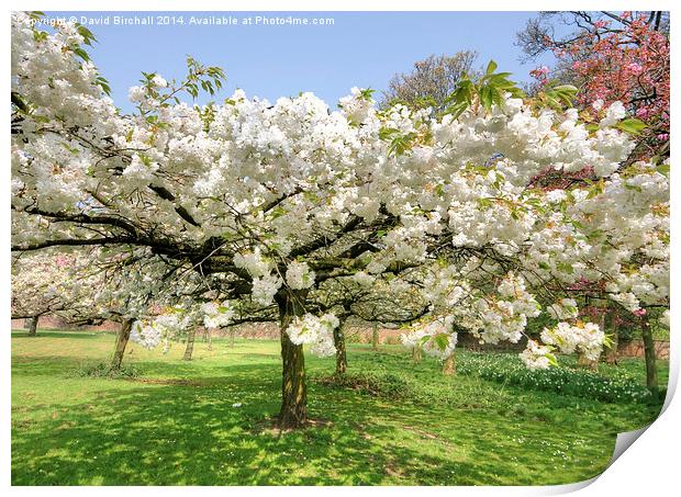 White April Blossom Print by David Birchall