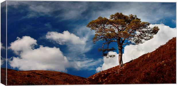 Scots pine, Glen Affric Canvas Print by Macrae Images
