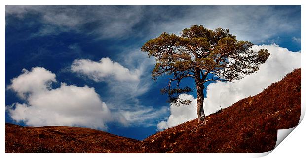 Scots pine, Glen Affric Print by Macrae Images