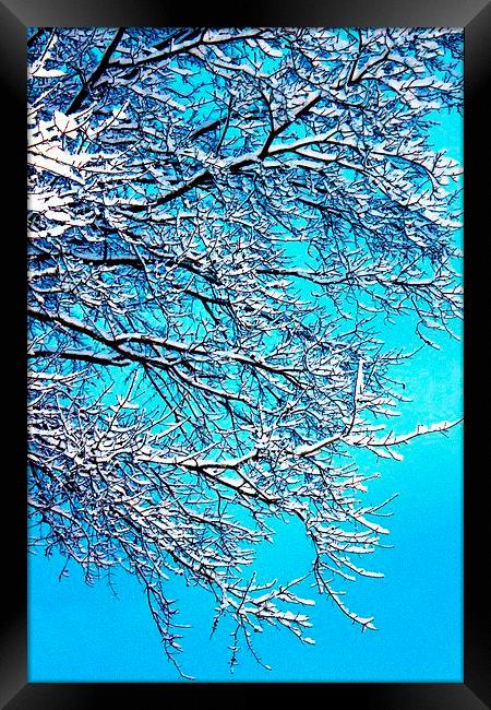 Winter Bliss Framed Print by Stephanie Clayton