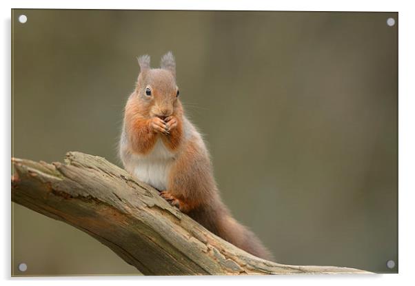 Red Squirrel Acrylic by Natures' Canvas: Wall Art  & Prints by Andy Astbury