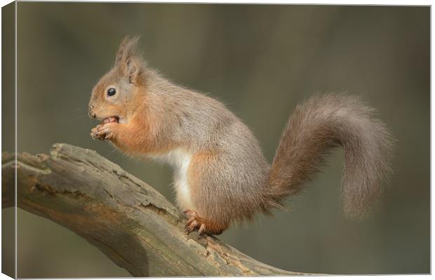 Red Squirrel Canvas Print by Natures' Canvas: Wall Art  & Prints by Andy Astbury