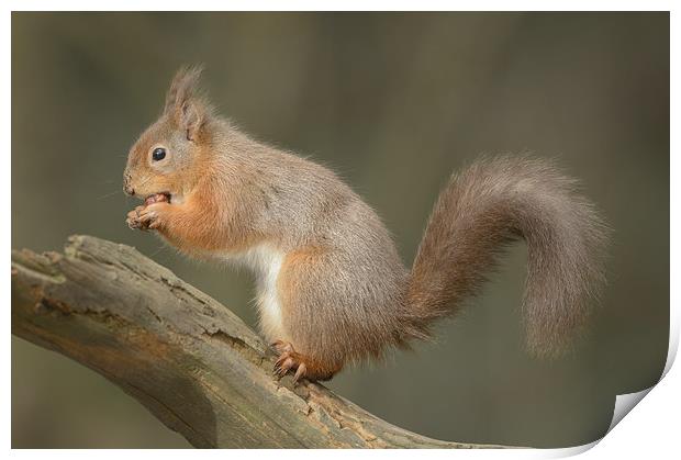 Red Squirrel Print by Natures' Canvas: Wall Art  & Prints by Andy Astbury