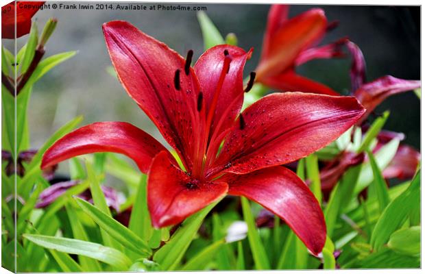 Beautiful Red Lilies Canvas Print by Frank Irwin