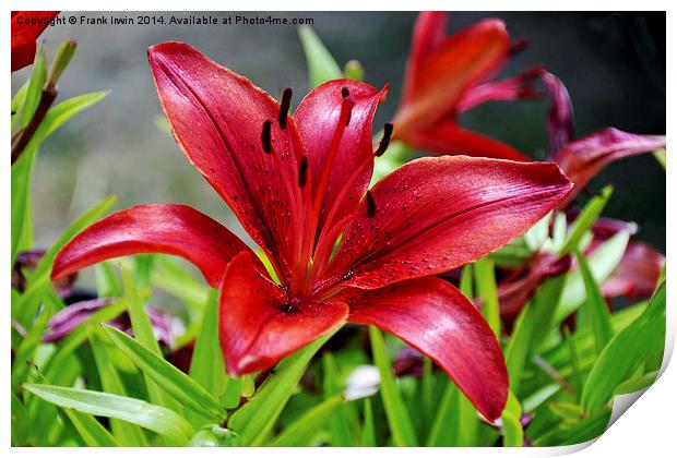 Beautiful Red Lilies Print by Frank Irwin