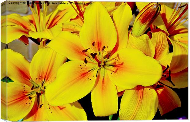 Beautiful Yellow Lilies Canvas Print by Frank Irwin