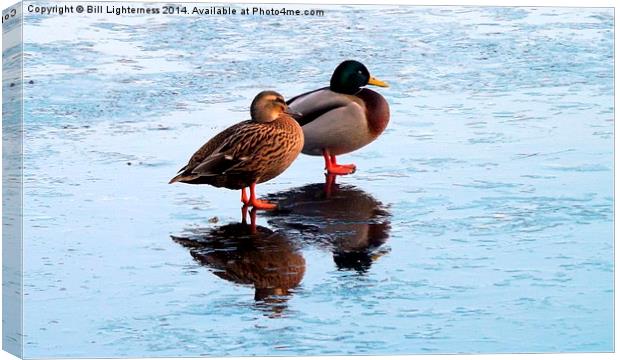 Two Ducks , Icy Reflections Canvas Print by Bill Lighterness