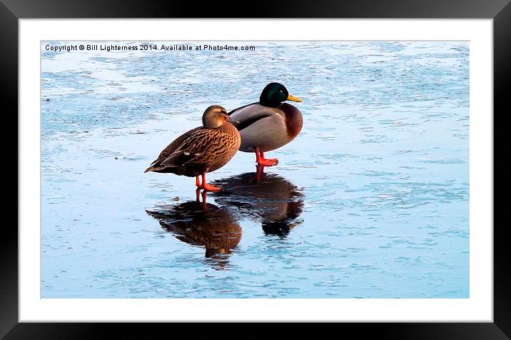 Two Ducks , Icy Reflections Framed Mounted Print by Bill Lighterness