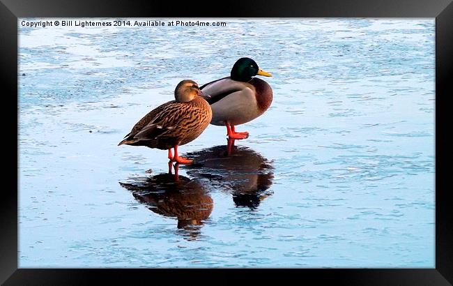 Two Ducks , Icy Reflections Framed Print by Bill Lighterness