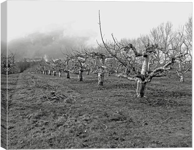 Kentish apple orchard Canvas Print by Sarah Harrington-James