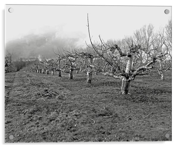 Kentish apple orchard Acrylic by Sarah Harrington-James