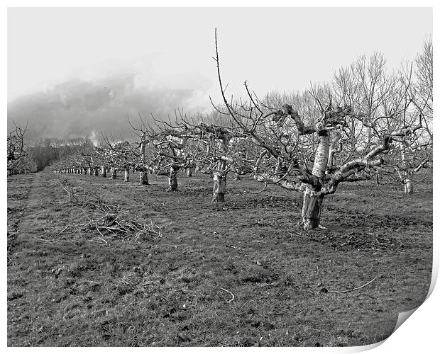 Kentish apple orchard Print by Sarah Harrington-James