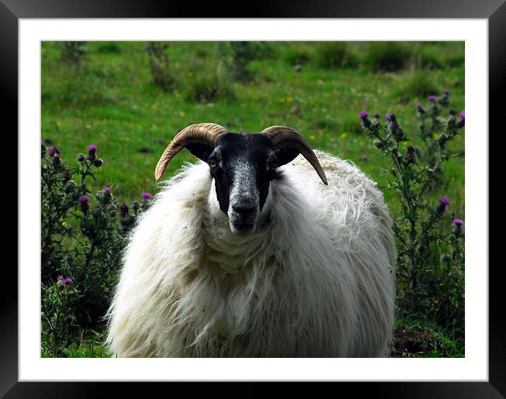 Scottish sheep Framed Mounted Print by Lisa Shotton